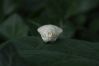 Eastern Mole Skull