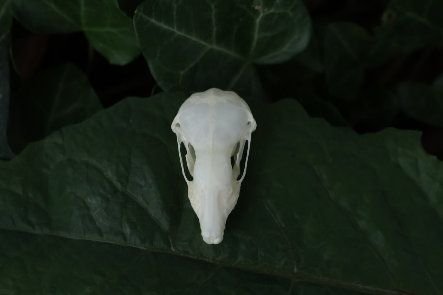 Eastern Mole Skull
