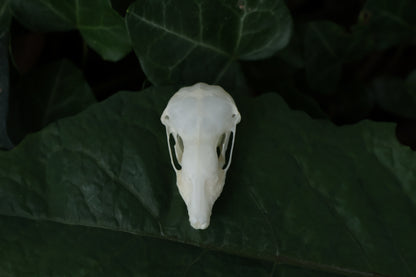 Eastern Mole Skull