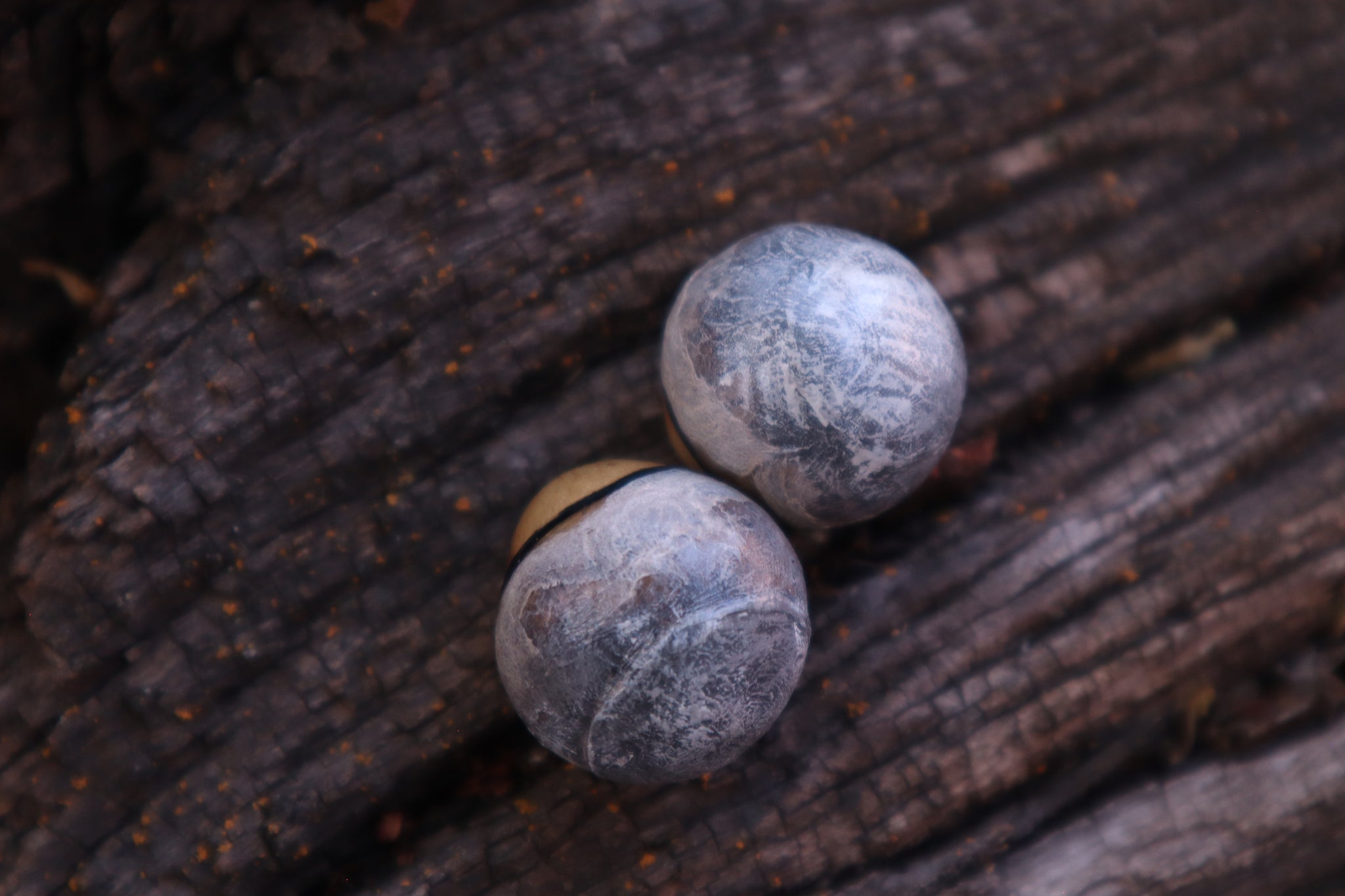 Dry Preserved Coyote Eyeballs