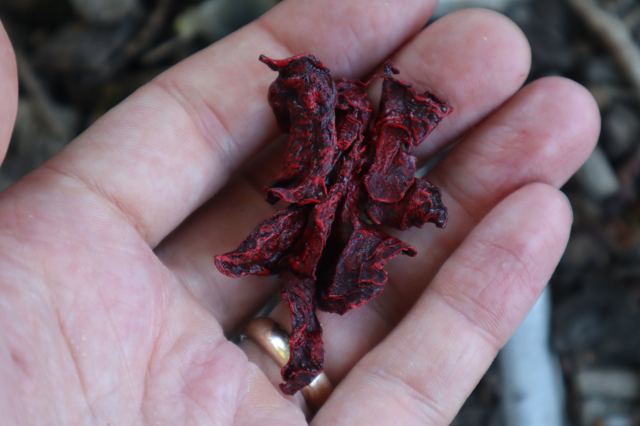 Dry Preserved Mink Lungs