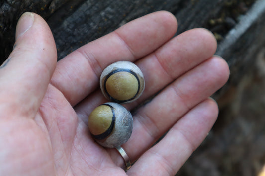 Dry Preserved Coyote Eyeballs