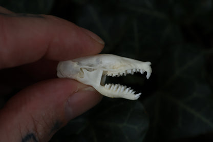 Eastern Mole Skull