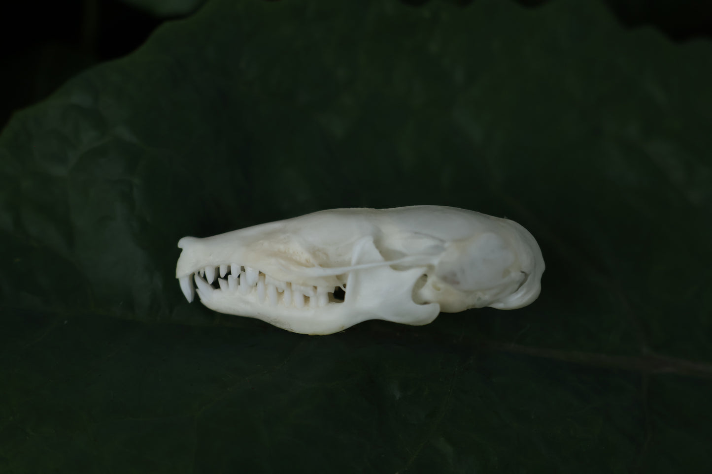 Eastern Mole Skull