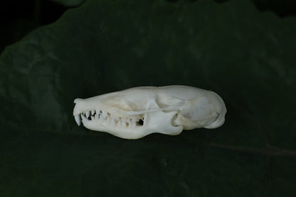 Eastern Mole Skull
