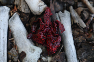 Dry Preserved Mink Lungs