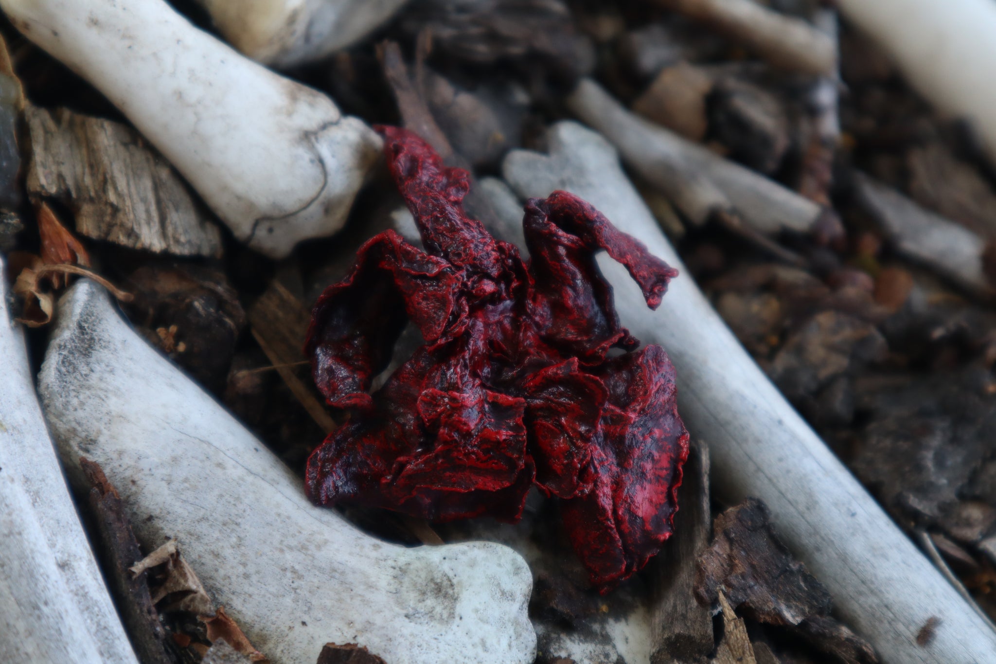 Dry Preserved Mink Lungs