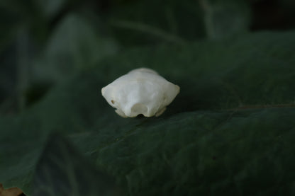 Eastern Mole Skull