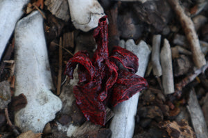 Dry Preserved Mink Lungs