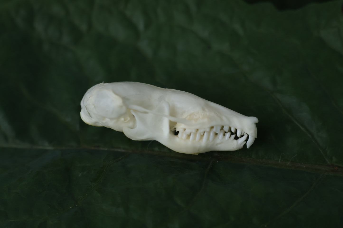 Eastern Mole Skull