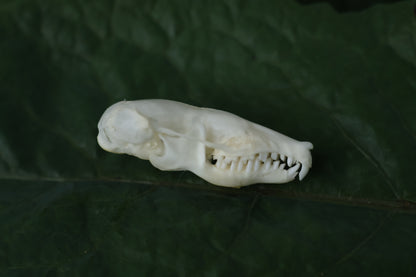 Eastern Mole Skull