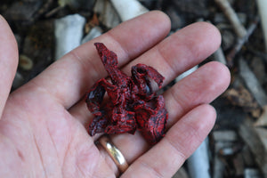 Dry Preserved Mink Lungs