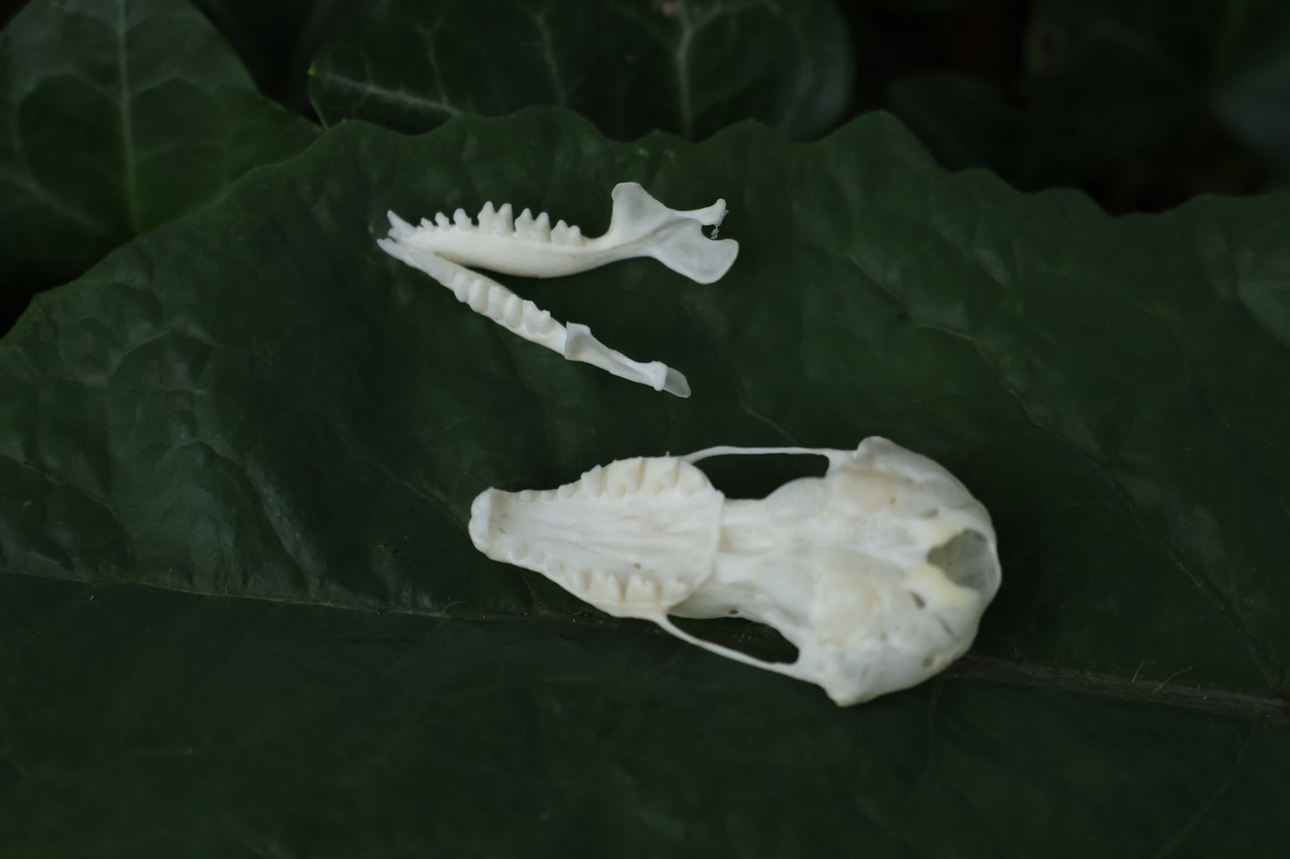 Eastern Mole Skull