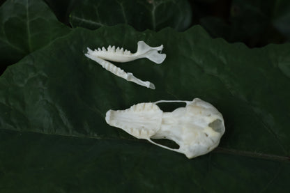 Eastern Mole Skull