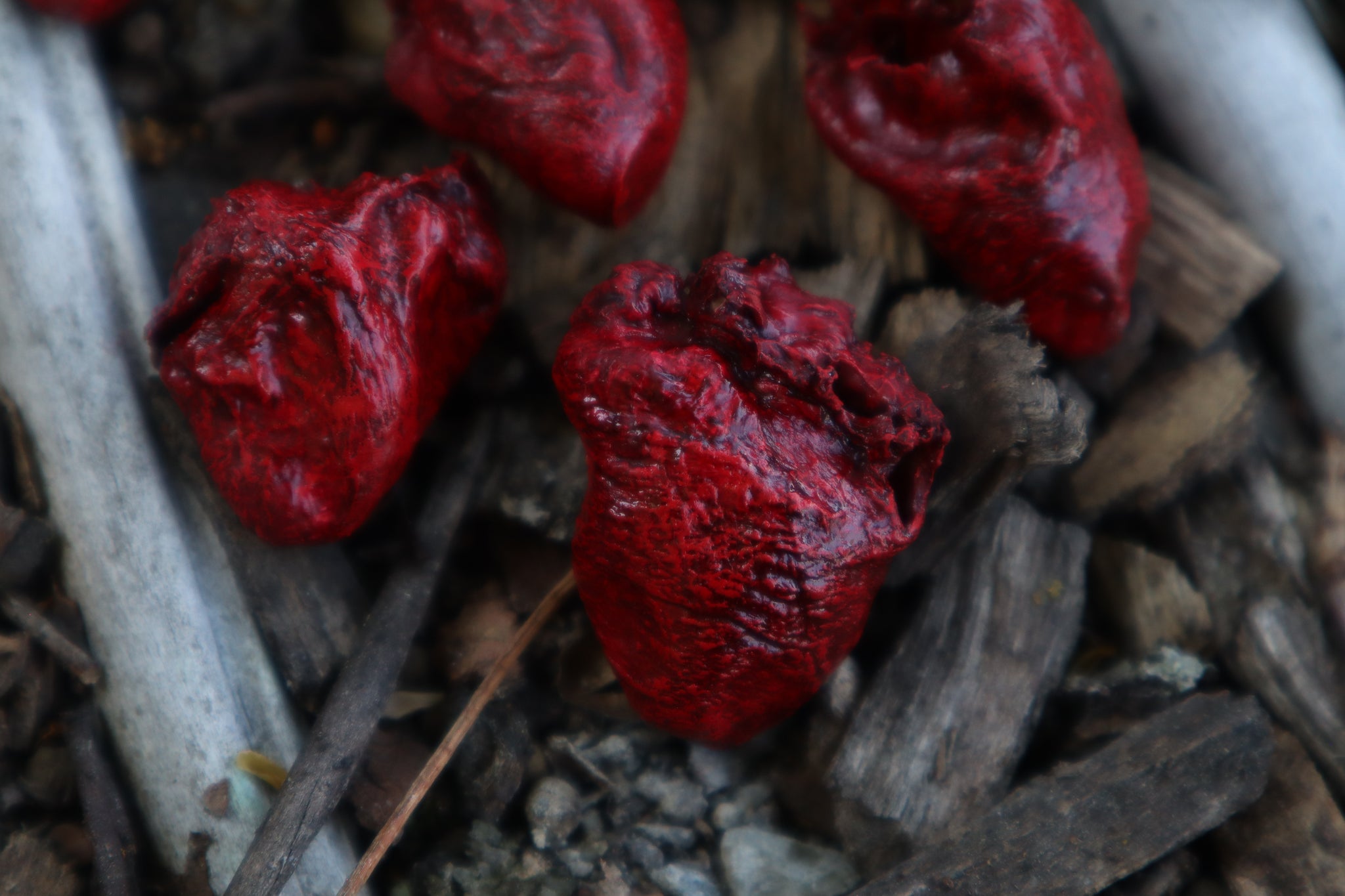 Dry Preserved Chicken Heart