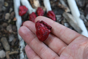 Dry Preserved Chicken Heart