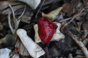 Dry Preserved Chicken Heart