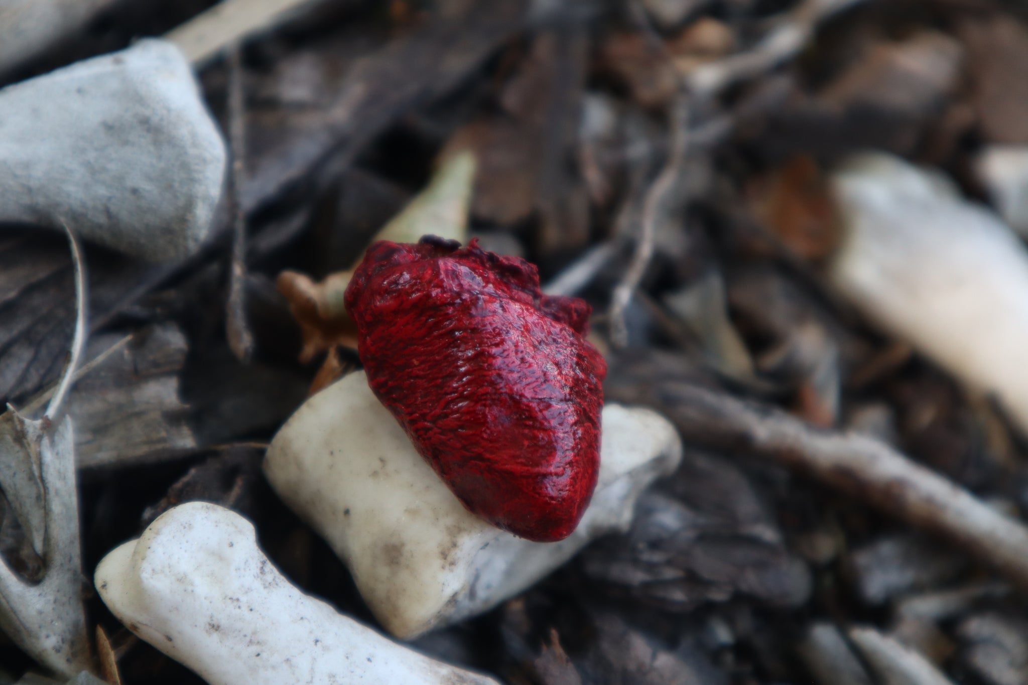 Dry Preserved Chicken Heart