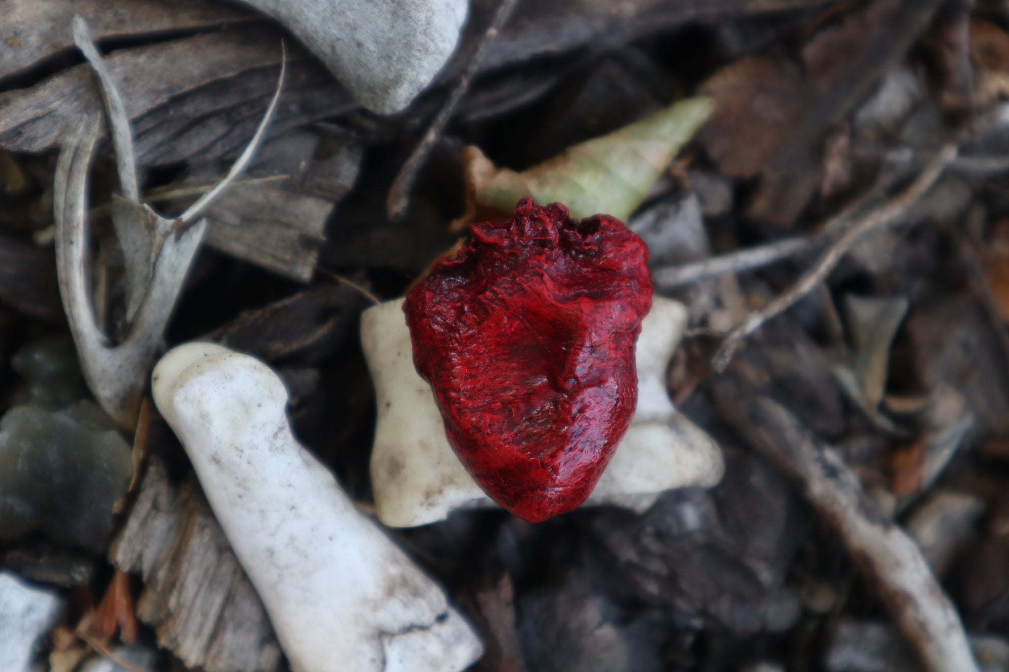 Dry Preserved Chicken Heart