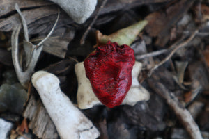 Dry Preserved Chicken Heart