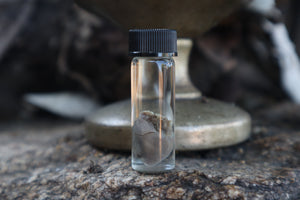 Fetal Bobcat Heart Wet Specimen