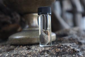 Fetal Bobcat Heart Wet Specimen