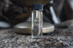 Fetal Bobcat Heart Wet Specimen