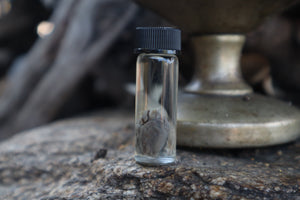 Fetal Bobcat Heart Wet Specimen