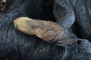 Dry Preserved Wolf Tongue