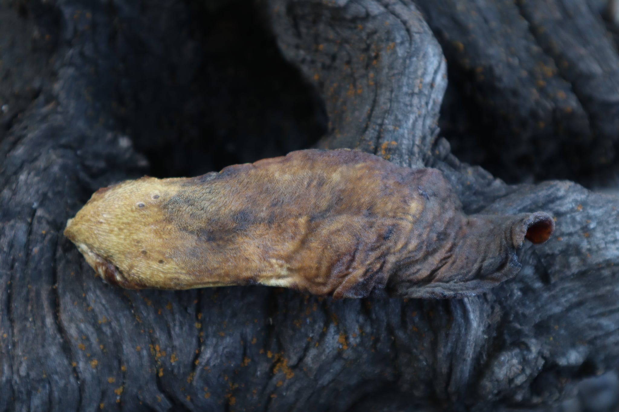 Dry Preserved Wolf Tongue