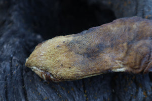 Dry Preserved Wolf Tongue