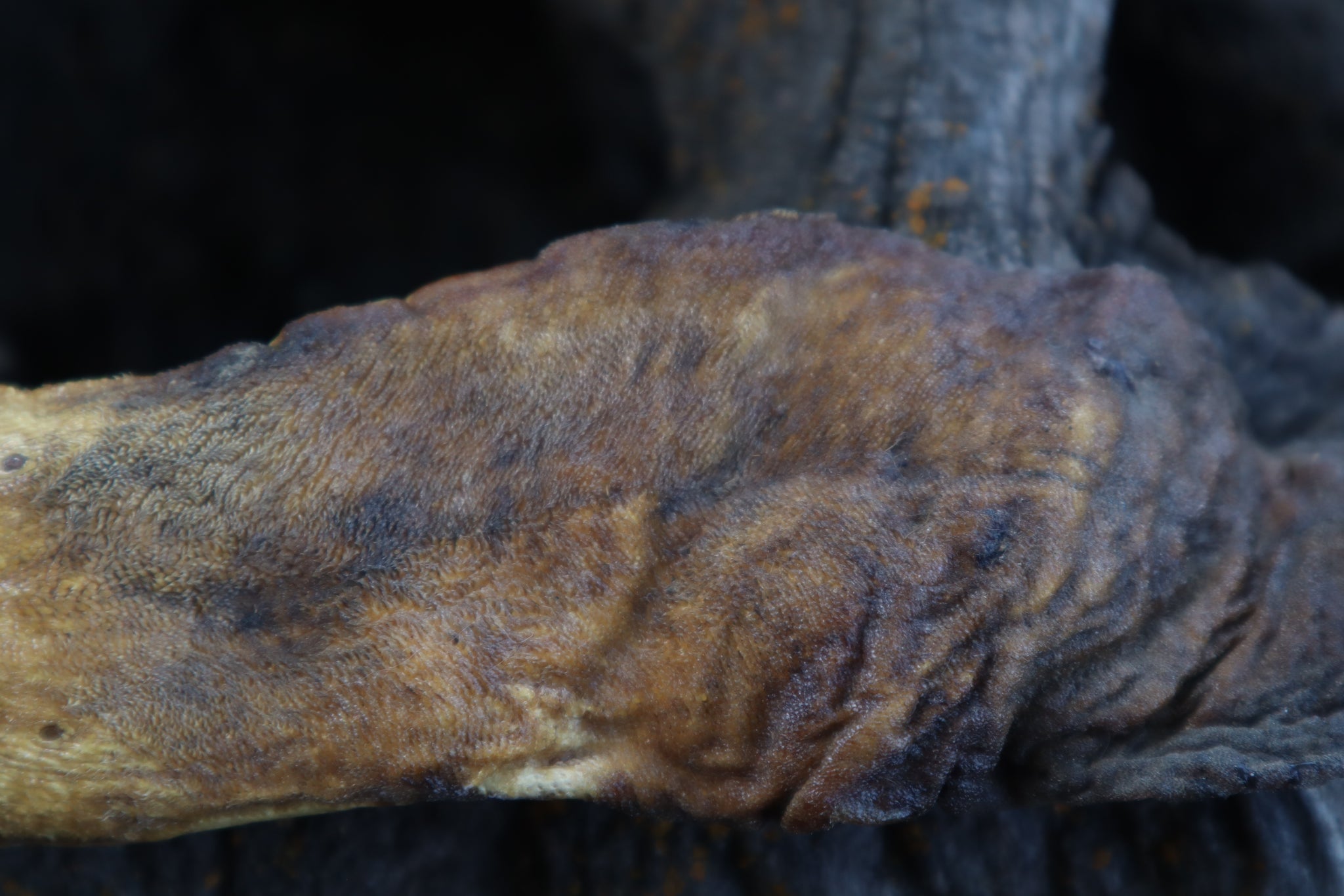 Dry Preserved Wolf Tongue