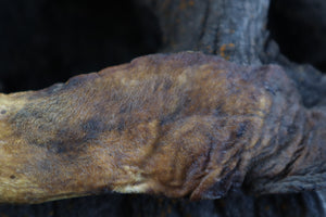 Dry Preserved Wolf Tongue