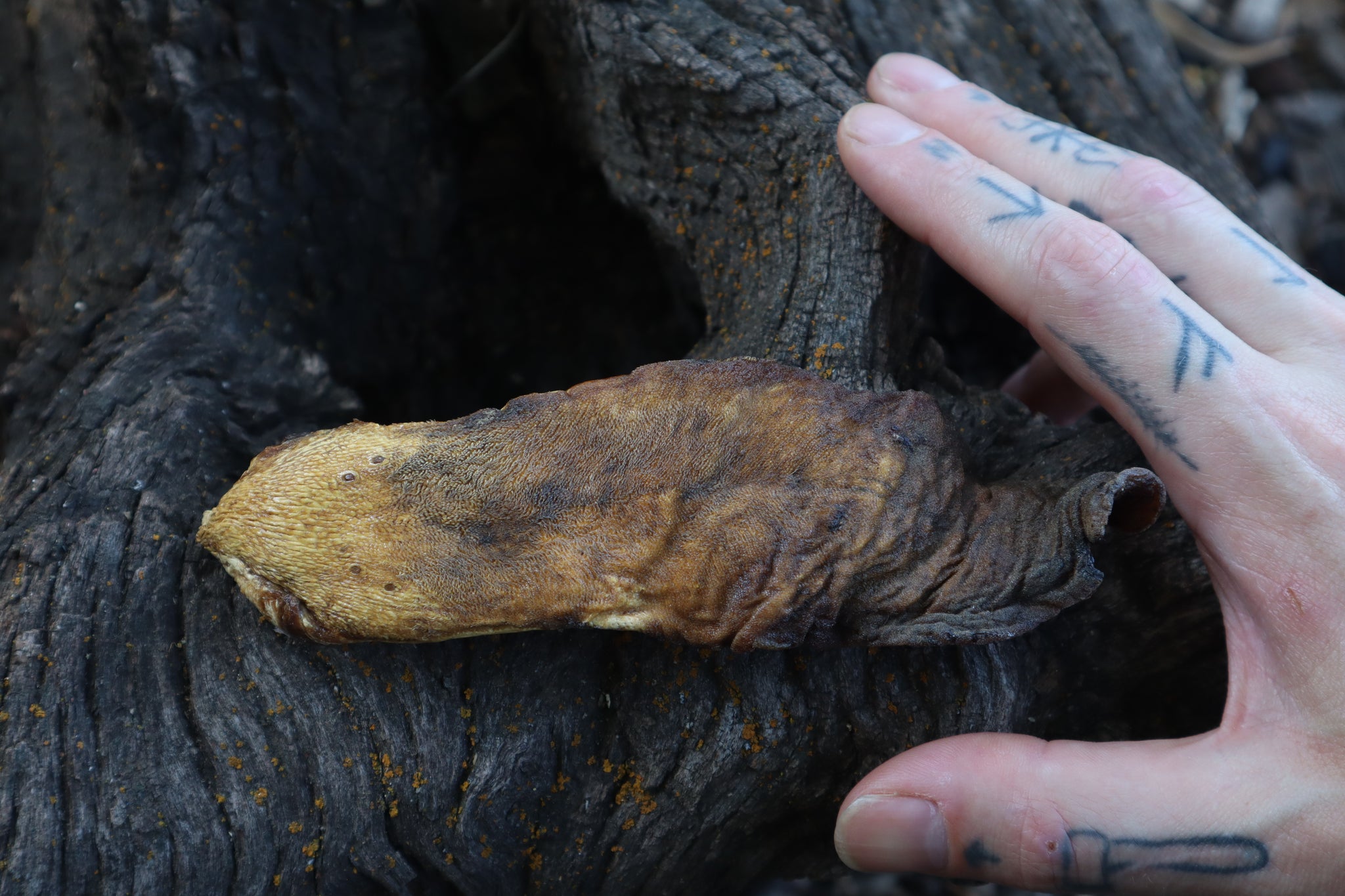 Dry Preserved Wolf Tongue