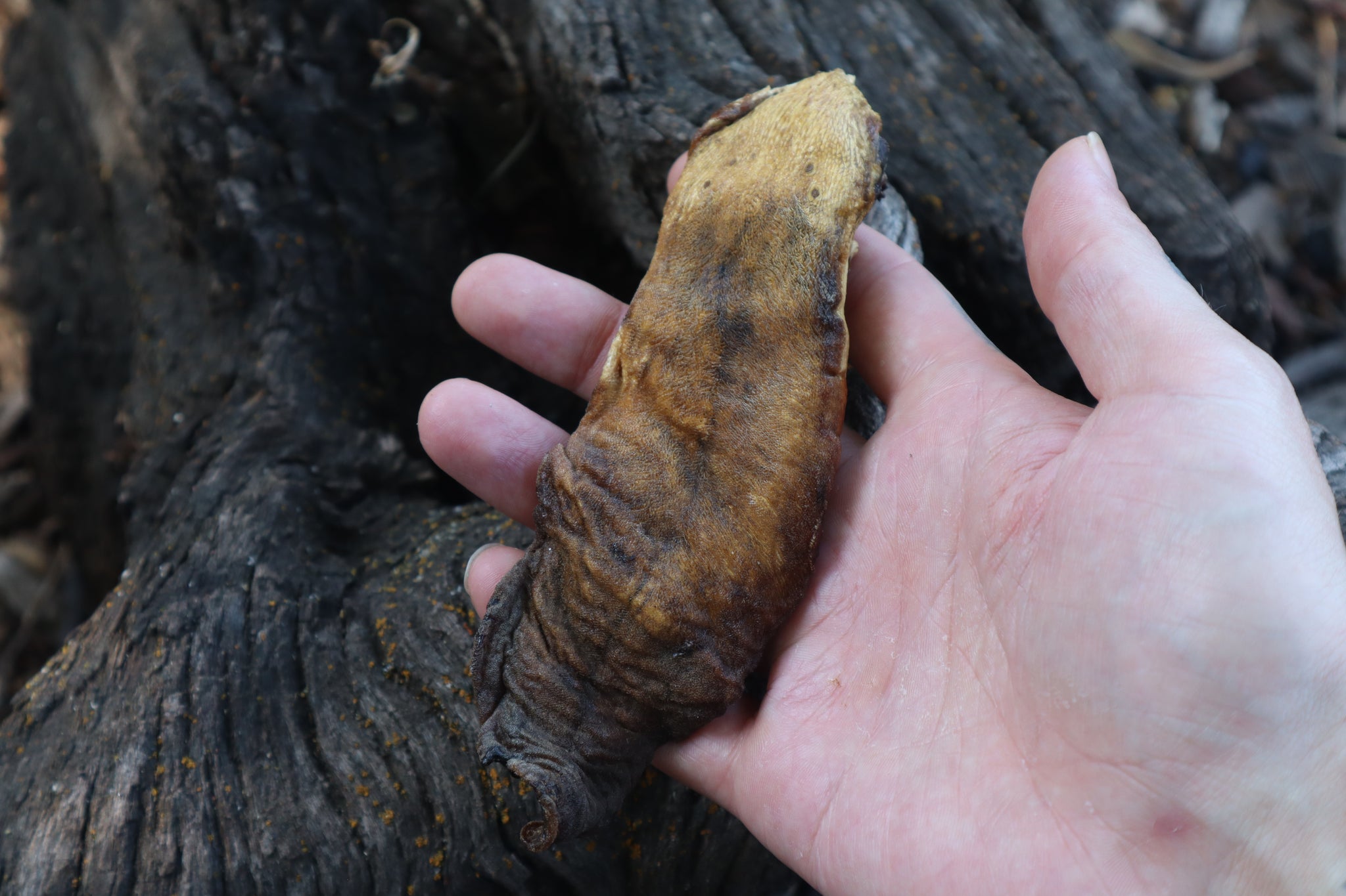 Dry Preserved Wolf Tongue