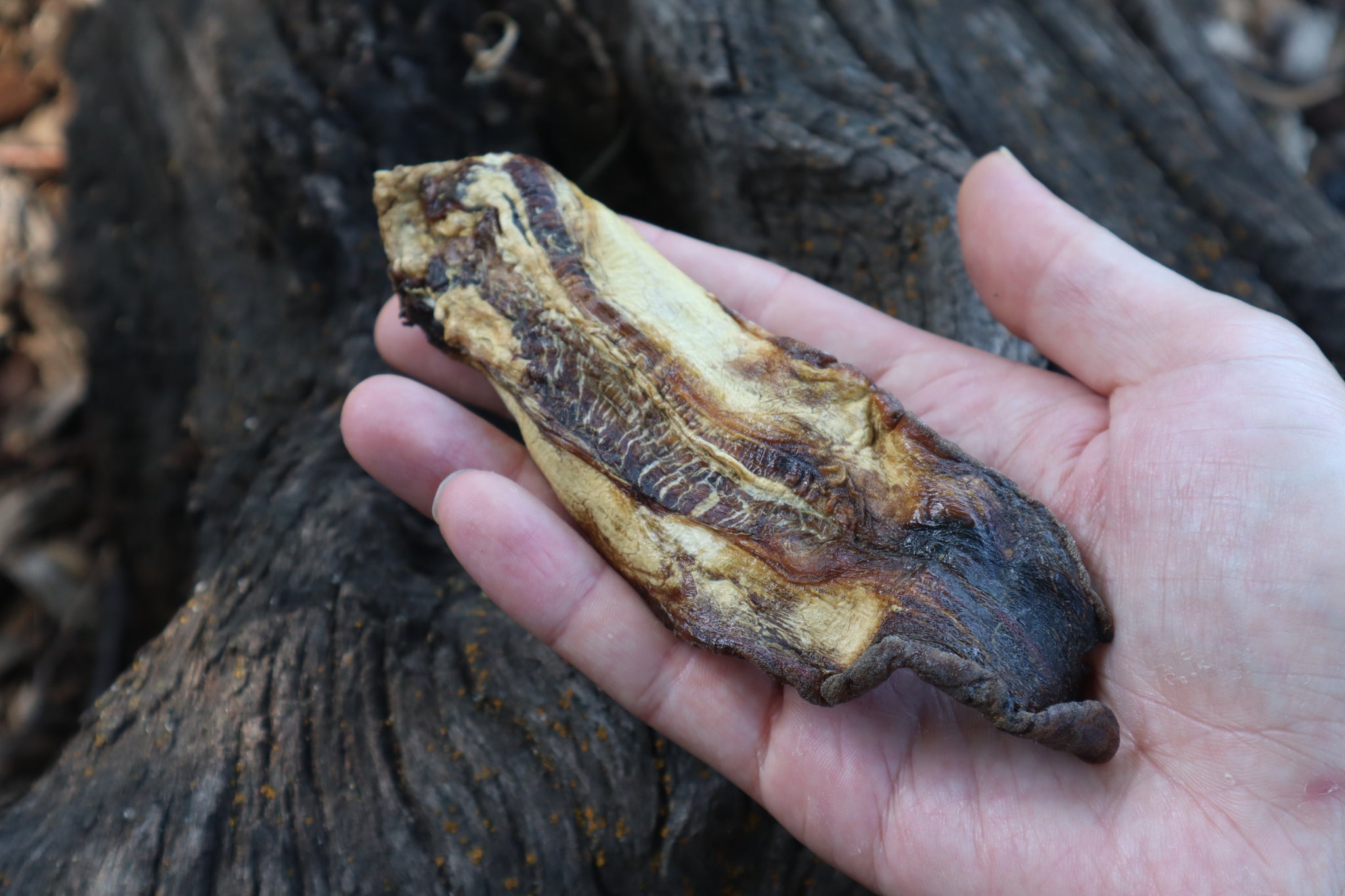 Dry Preserved Wolf Tongue