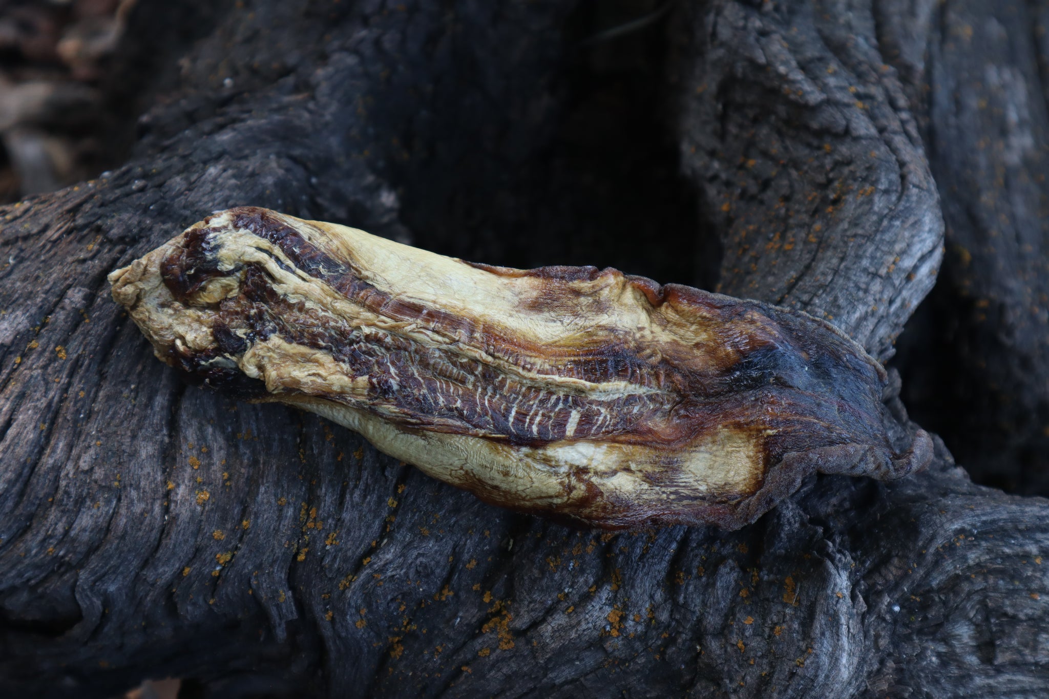 Dry Preserved Wolf Tongue