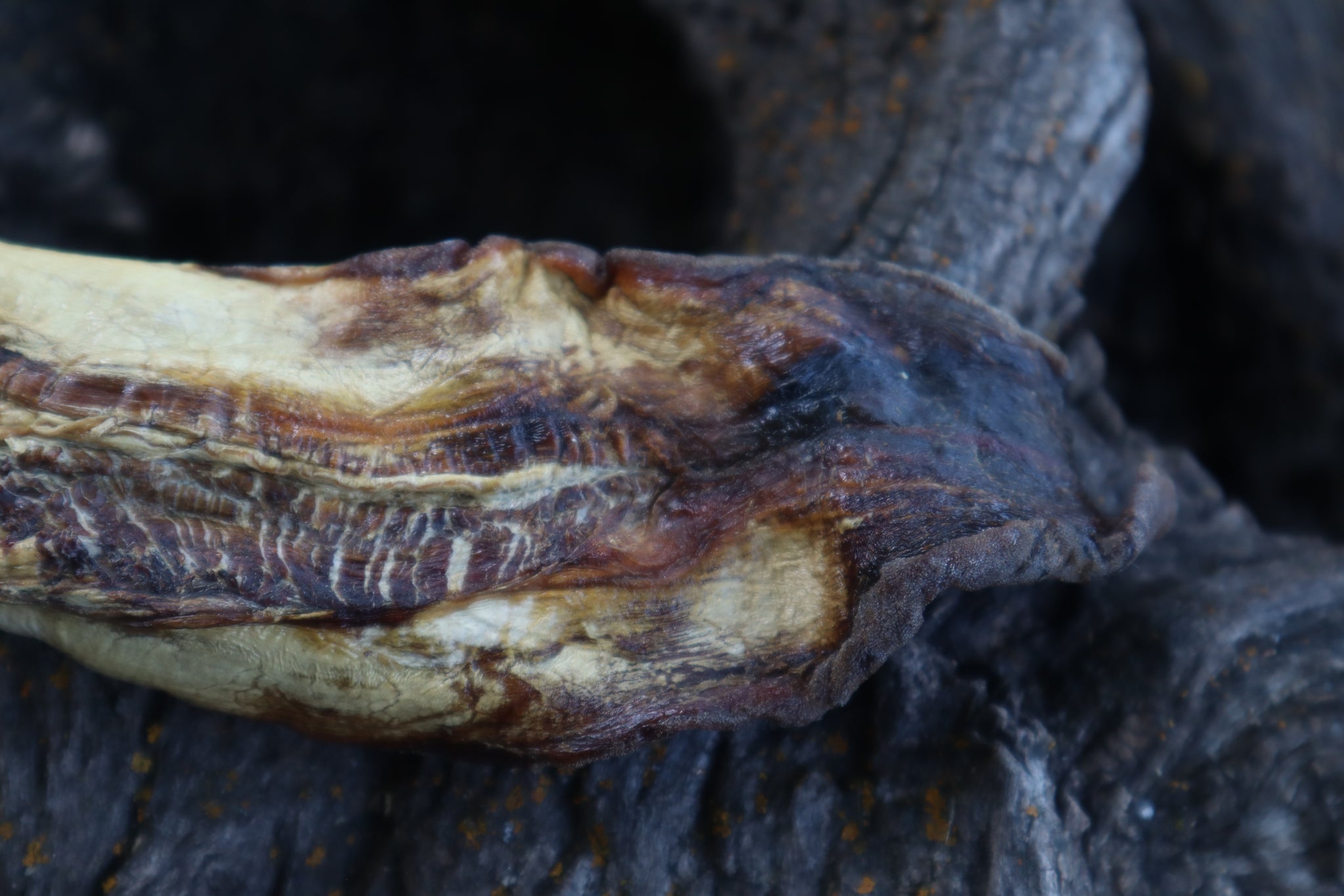 Dry Preserved Wolf Tongue