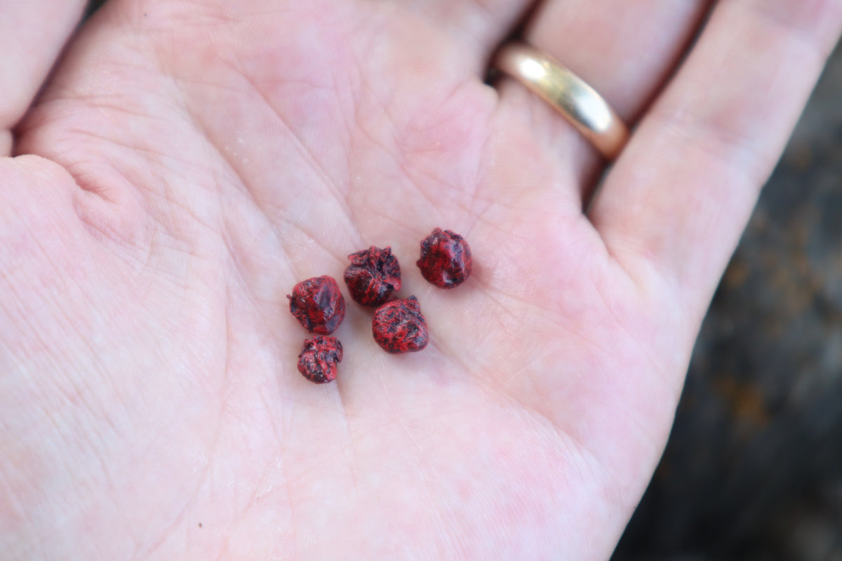 Dry Preserved Baby Rabbit Heart – Freyja's Forest