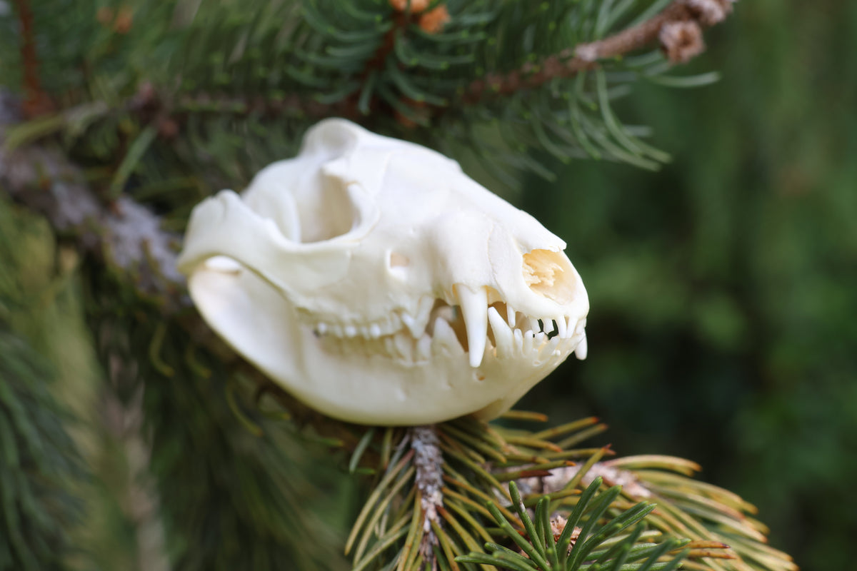 Opossum Skull