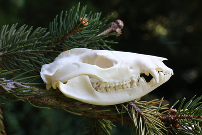 Opossum Skull