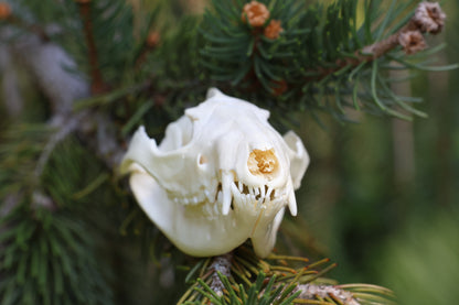Opossum Skull
