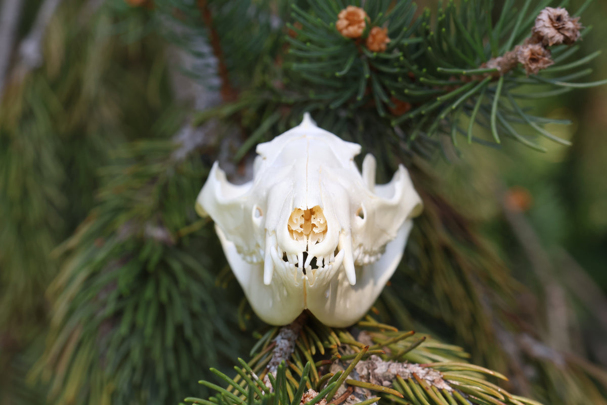 Opossum Skull