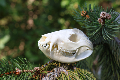 Opossum Skull