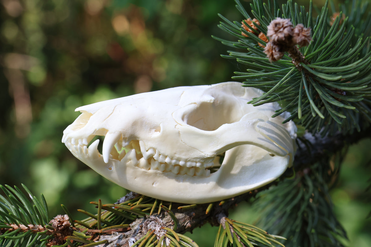 Opossum Skull