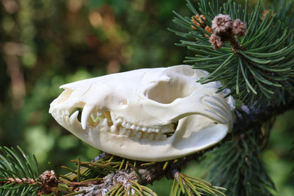 Opossum Skull
