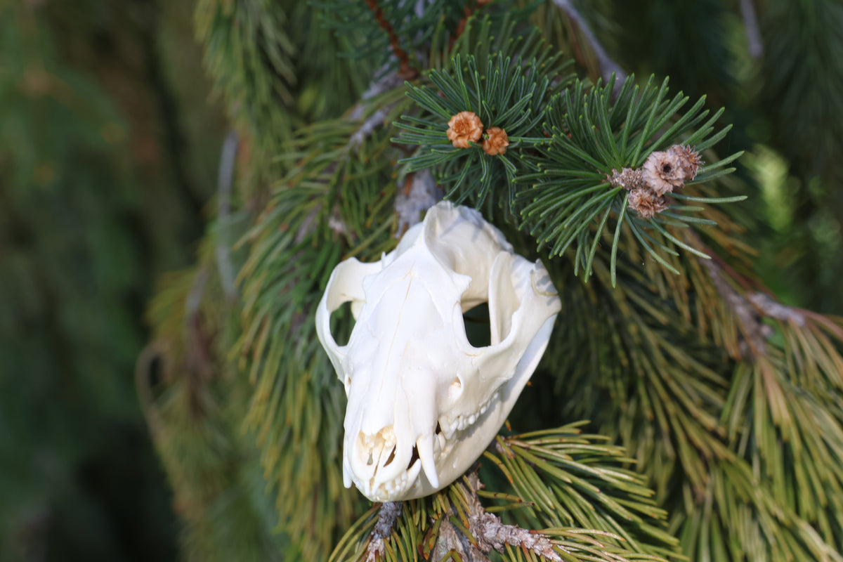 Opossum Skull
