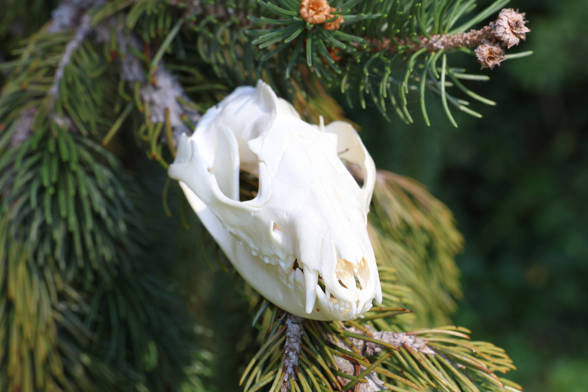 Opossum Skull
