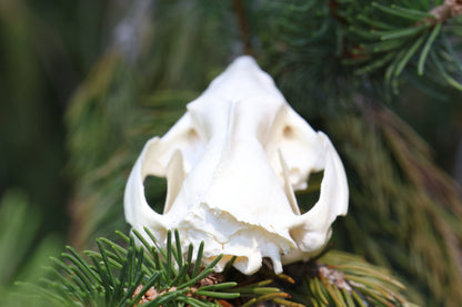 Opossum Skull