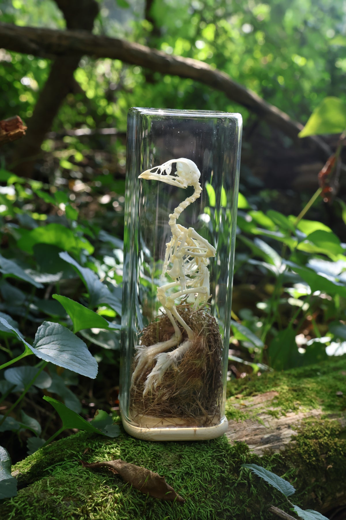 Sub-Adult Brahma Chicken Articulation in Glass Display Case